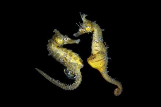 2018 Ocean Art Contest 4η θέση Jinggong Zhang 