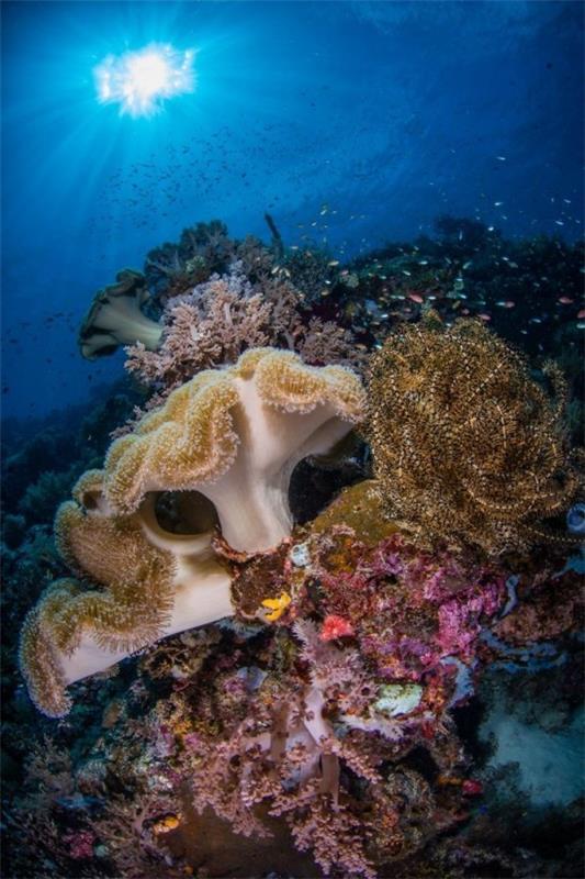 2018 Ocean Art Contest 4η θέση Renee Capozzola 