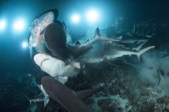 2018 Ocean Art Contest 4η θέση Richard Barnden 