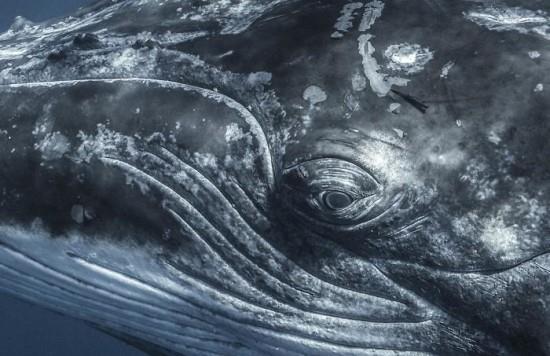 2018 Ocean Art Contest 4η θέση Shane Keena 