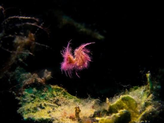 2018 Ocean Art Contest 4η θέση Sunbong Jung 