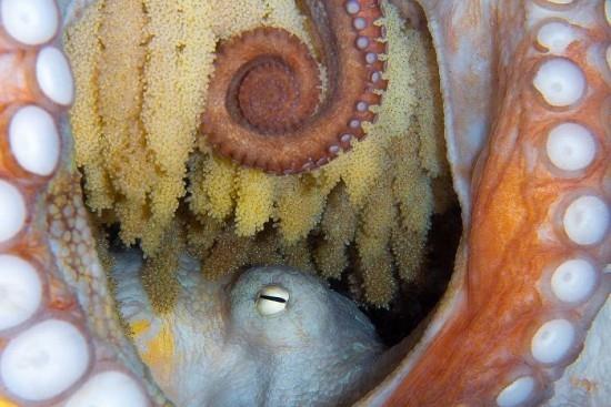 2018 Ocean Art Contest 5η θέση Flavio Vailati 