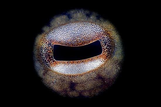 2018 Ocean Art Contest 5η θέση Gaetano Gargiulo 