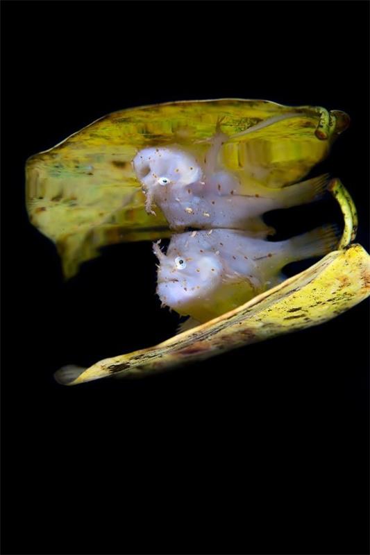 2018 Ocean Art Contest 5η θέση Tianhong Wang «Magic Carpet», βατράχος Sargassum