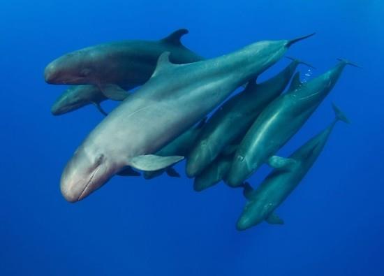 2018 Ocean Art Contest 5η θέση Tiffany Poon 