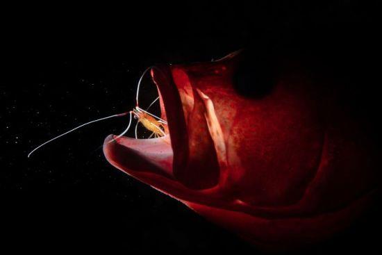 2018 Ocean Art Contest 6η θέση Liang Fu 