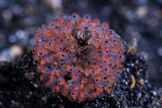 2018 Ocean Art Contest 7η θέση Mei Hing Sin “Hawaiian Lei”, γαρίδες μάντις