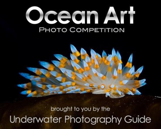 Νικητής διαγωνισμού Ocean Art 2018 - Εδώ είναι οι καλύτερες υποβρύχιες φωτογραφίες της χρονιάς