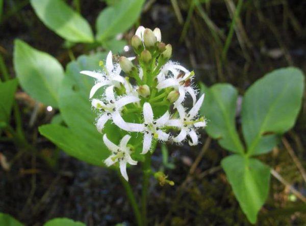 2020 Fever Clover Plant of the Year