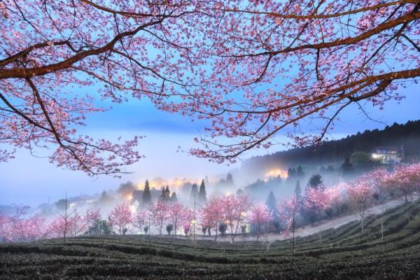 2020 Tokyo International Photo Awards - Top 20 Winner Photos of the Year φωτογραφία κερασιού