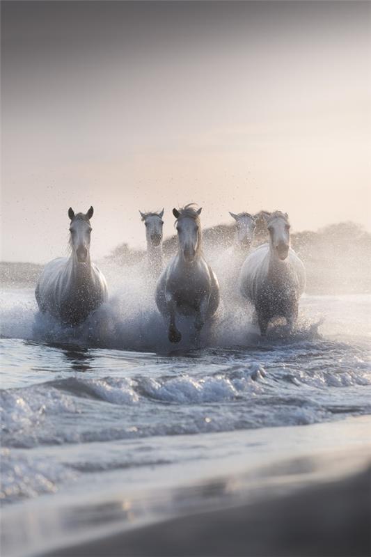 2020 Tokyo International Photo Awards - Top 20 νικηφόρες φωτογραφίες της χρονιάς τα άλογα του Ποσειδώνα