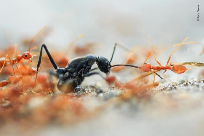 2020 Νικητής της μάχης της άγριας ζωής των μυρμηγκιών, φωτογράφος άγριας ζωής του έτους 2020