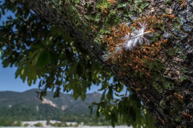 2020 Φωτογράφος Άγριας Ζωής της Χρονιάς νικητής των πτερυγίων μυρμηγκιών άγριας ζωής