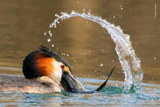 Το 2020 Wildlife Photographer of The Year νίκησε το μεγάλο αστέρι