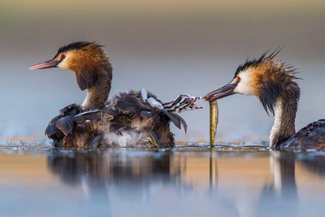 2020 Φωτογράφος άγριας ζωής της χρονιάς που κέρδισε τα μεγάλα λοφιοφόρα πουλιά της ανατολής