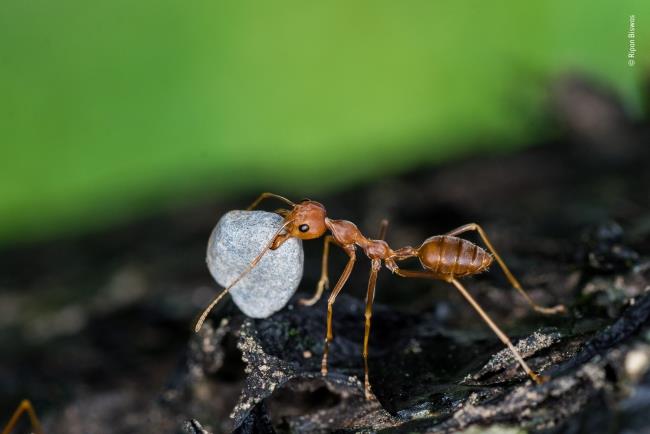 2020 Φωτογράφος άγριας ζωής της χρονιάς νικητής βαρέων βαρών μυρμηγκιών άγριας ζωής