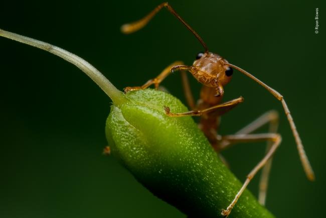 Ο νικητής του φωτογράφου άγριας ζωής του έτους 2020 σαγιονάρει την άγρια ​​ζωή μυρμηγκιών