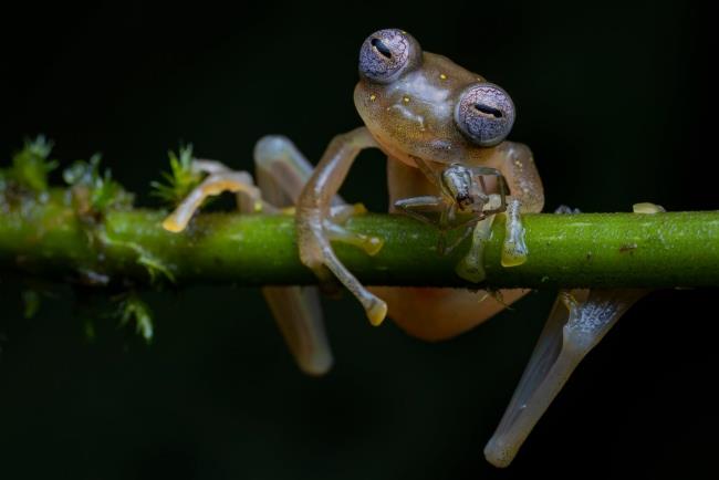 2020 Wildlife Photographer of The Year νικητής life in the balance frosch