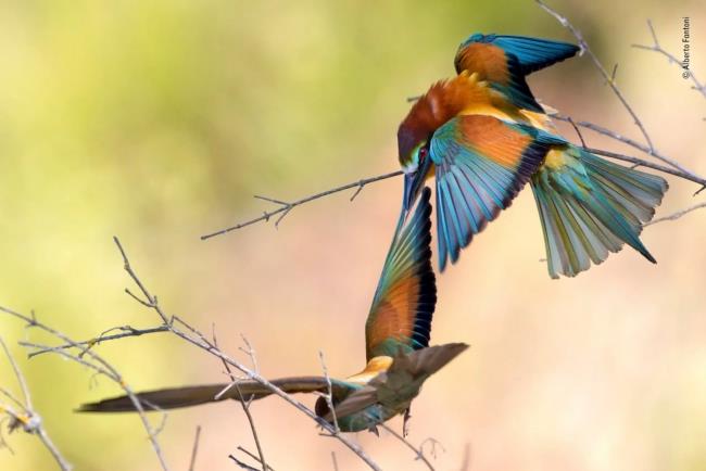 Ο Νικητής του Wildlife Photographer of The Year κέρδισε το ανερχόμενο αστέρι