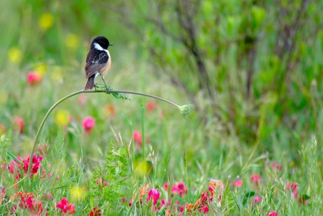 Το 2020 Wildlife Photographer of The Year κέρδισε τέλεια ισορροπία στους νέους φωτογράφους