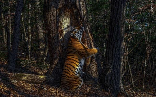 2020 Ο φωτογράφος άγριας ζωής της χρονιάς κέρδισε τον νικητή της αγκαλιάς