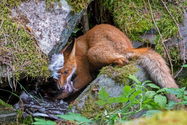 2020 Φωτογράφος άγριας ζωής της χρονιάς Sieger the fox που πήρε τη χήνα Junge fotografen sieger