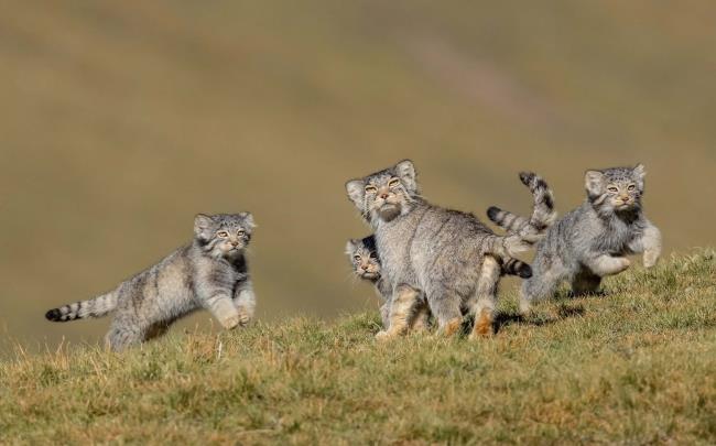 Νικητής του φωτογράφου άγριας ζωής του έτους 2020 όταν η μητέρα λέει τρέξτε αγριόγατα