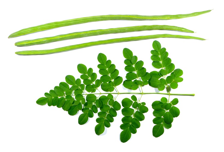 moringa nauda sveikatai