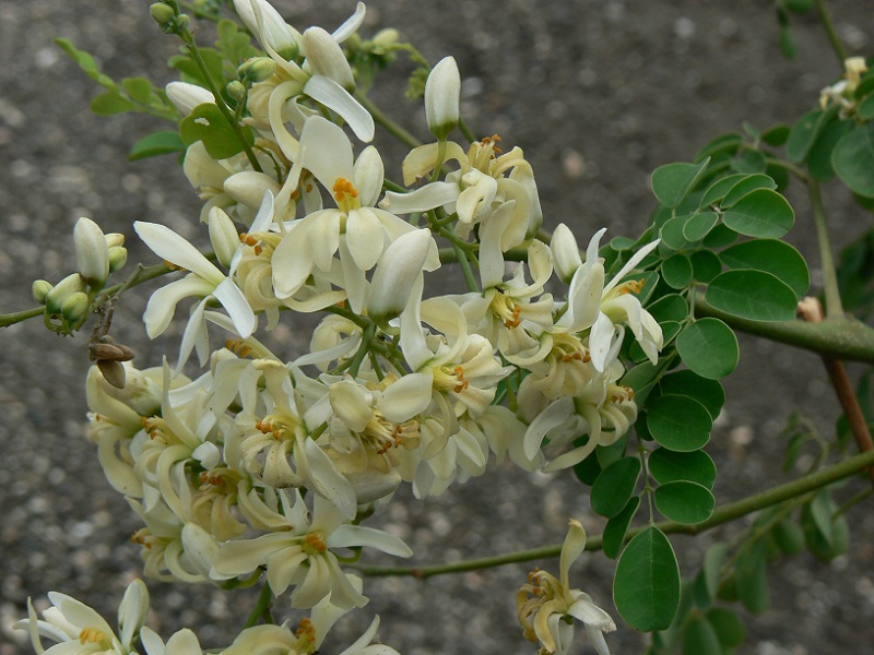 Moringa Oleifera privalumai
