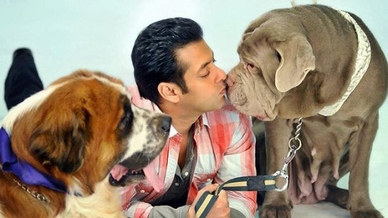 salman khan köpekleri