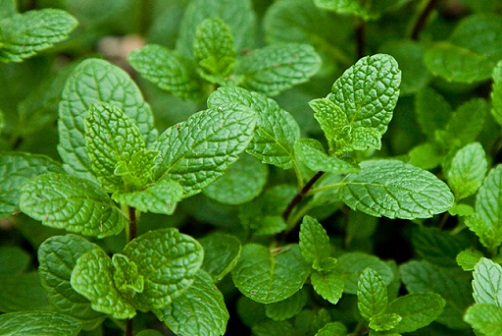 Pudina