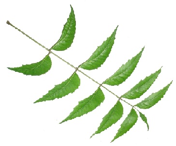 neem