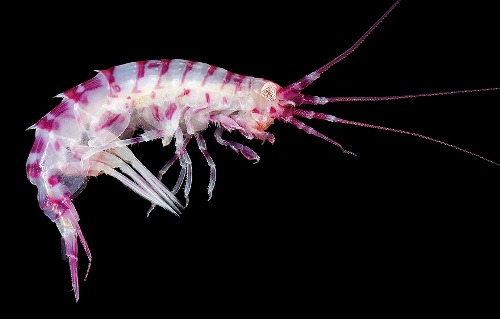 Amphipoda