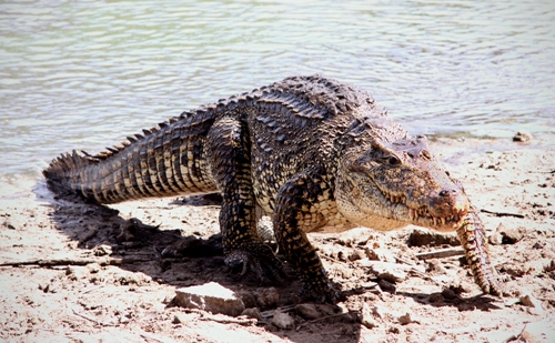Kubos krokodilas (Rhombifer)