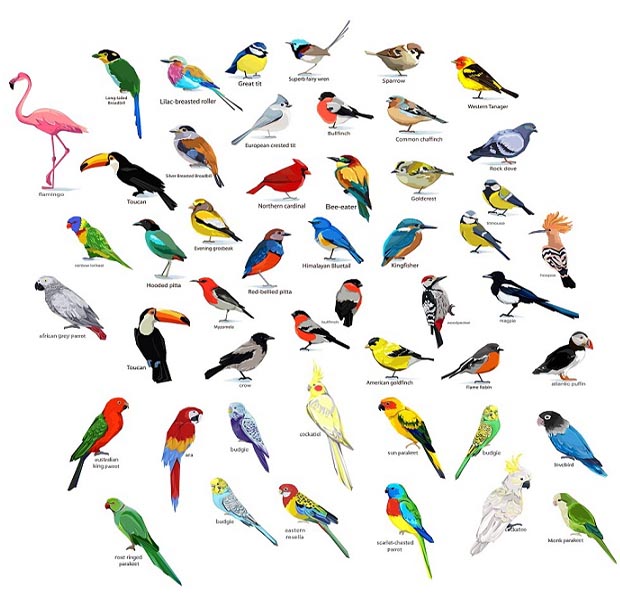 farklı kuş türleri