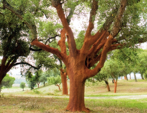 12. Mantar ağacı