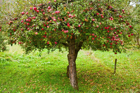 22. Elma ağacı