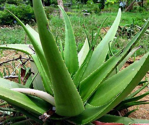 4. Aloe Vera ağacı