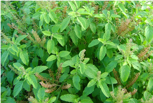 5. Tulsi augalas