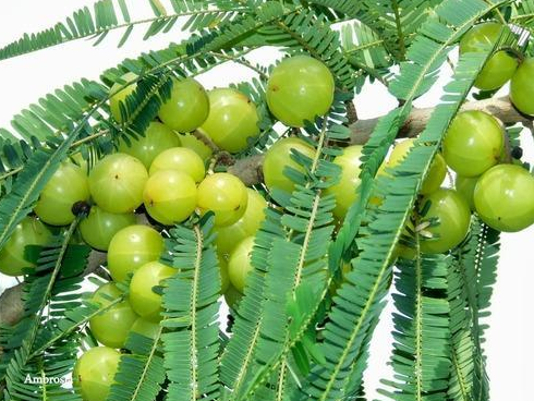 6. Amla augalas