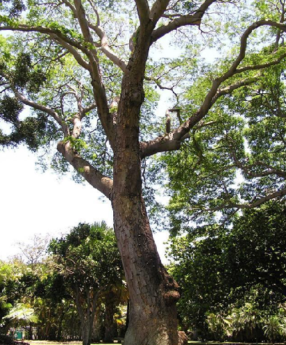 9. Hint gül ağacı