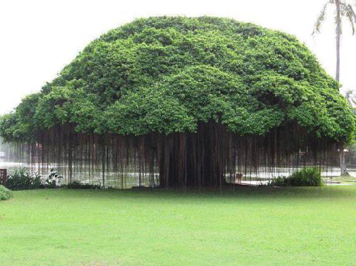 1. Banyan ağacı