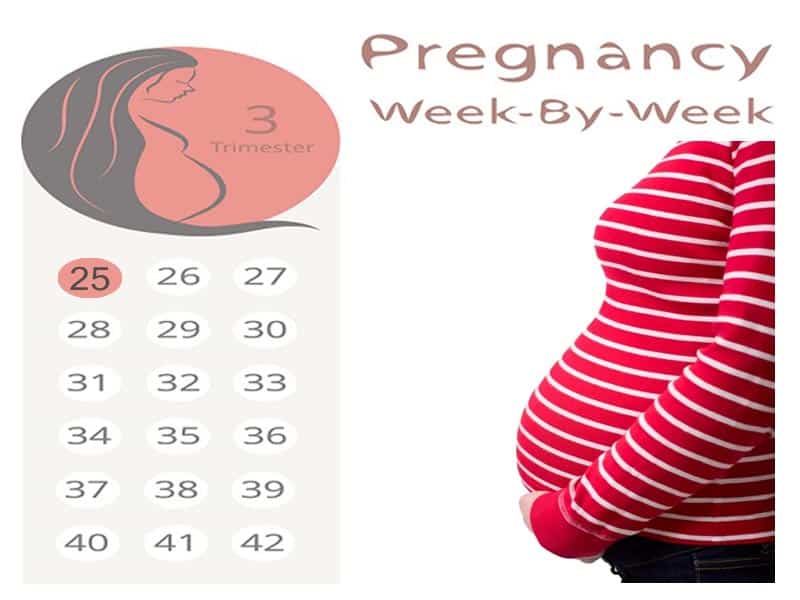 25 nėštumo savaitė