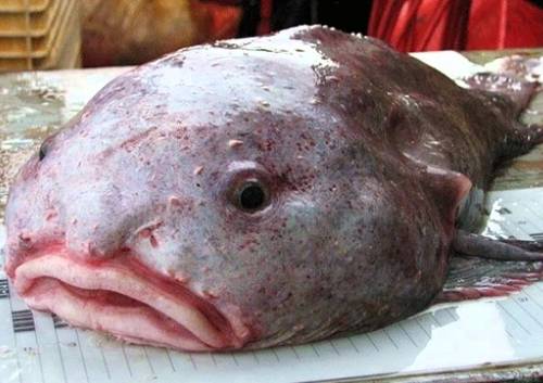 Jūros žuvų rūšys Blob Fish