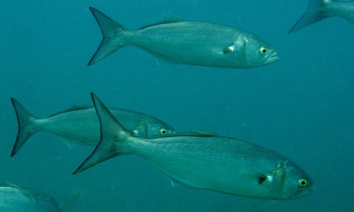 Balık türleri 19