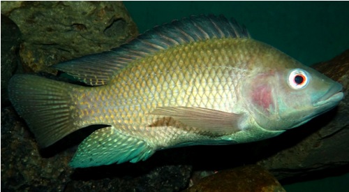 Nil Tilapia