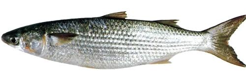 Gėlavandenių žuvų sąrašas „Flathead Grey Mullet“