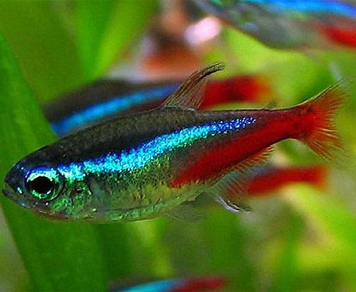 neon tetra