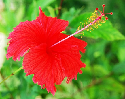 Hibiscus plaukų kaukė