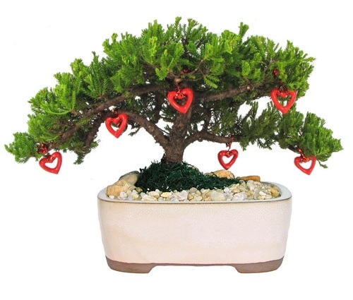 Kadagio bonsai dovana